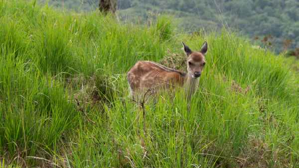 2018 06 01 deer ireland 2018 irelandccctour ladysview ring of kerry 106 jpg