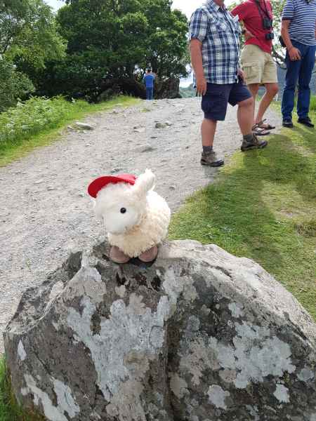 2018 06 01 estersheep ireland 2018 irelandccctour ladysview ring of kerry 103 jpg