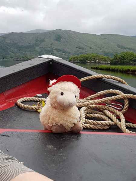 2018 06 02 estersheep gap of dunloe ireland 2018 irelandccctour 155 jpg