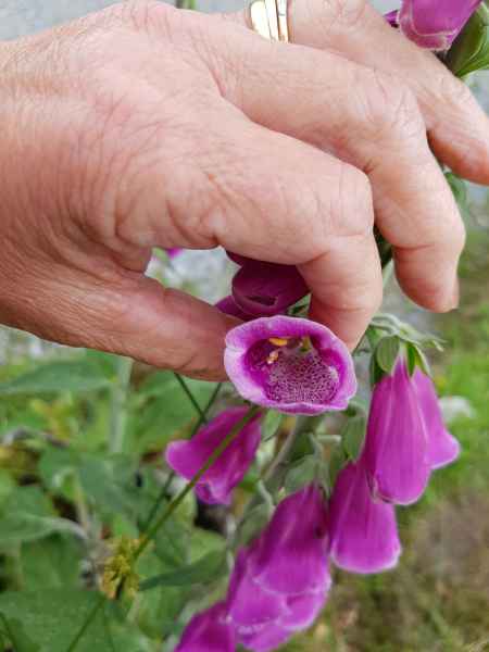 2018 06 02 flowers gap of dunloe ireland 2018 irelandccctour 151 jpg