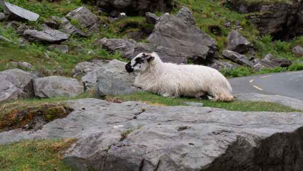 2018 06 02 gap of dunloe ireland 2018 irelandccctour 128 jpg