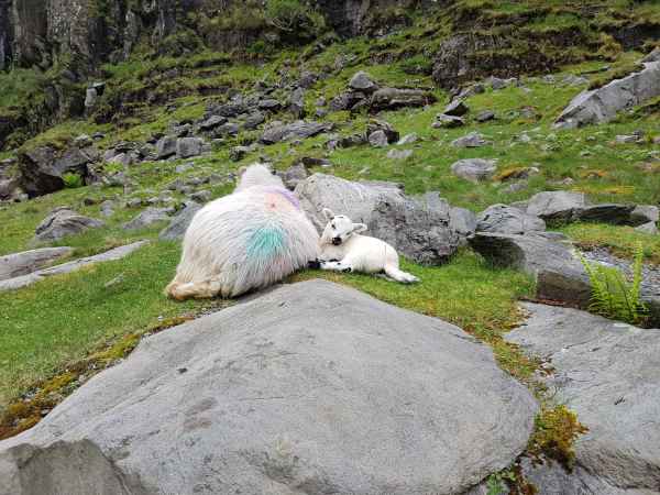 2018 06 02 gap of dunloe ireland 2018 irelandccctour sheep 124 jpg