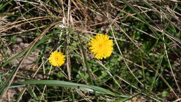 2018 06 04 dinglepeninsular inch ireland 2018 irelandccctour 191 jpg