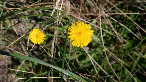 2018 06 04 dinglepeninsular inch ireland 2018 irelandccctour 192 jpg