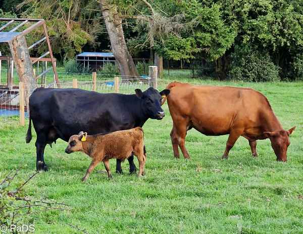 2022 08 09 catrinehocampsite scot 2022 001 3