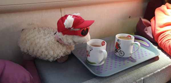 2019 06 30 bergues estersheep netherlands 2019 004 