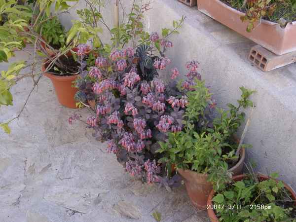 2004 03 11 nerja2004 salobrena 069 jpg