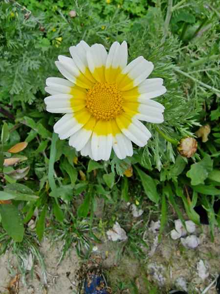 2023 02 11 alvor flowers 077 d 2