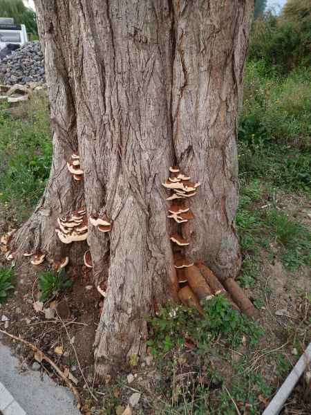 2023 08 24 merville mushroom 009  2