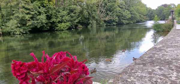 2023 08 25 flowers foucheres france2023 025 