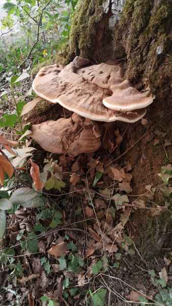 2023 08 27 mushroom ponte et masene semur en auxois 063  2