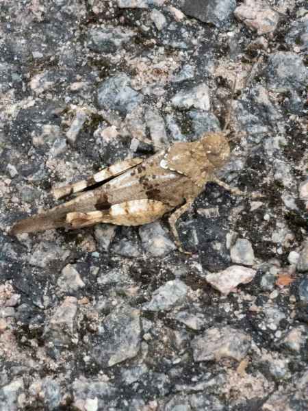 2023 08 27 semur en auxois 058  2