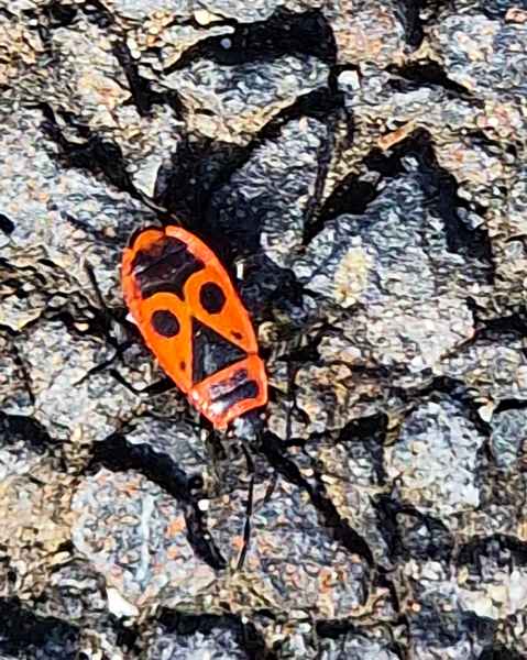 2023 08 31 insectsetc monistrol de alier 129  2