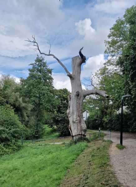 2023 09 12 nantes trees 228 