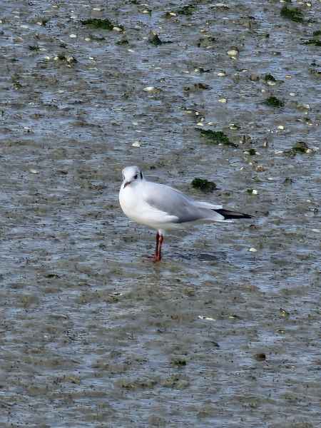 2023 09 18 lecrotoy 250 