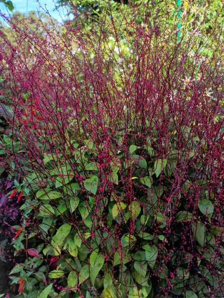 2023 09 16 1037 monet gardens 003 