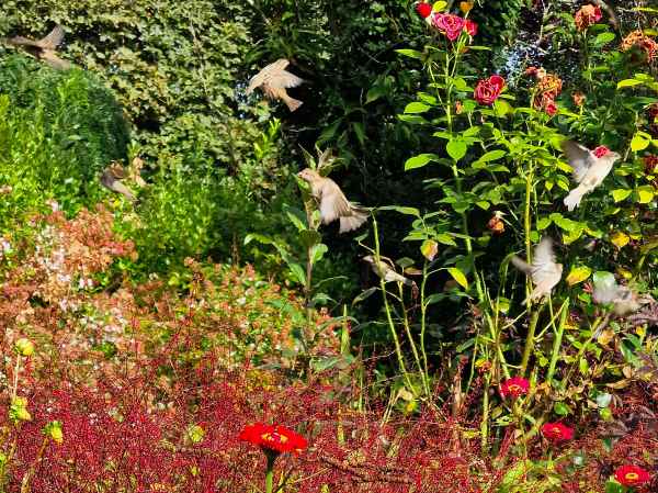 2023 09 16 1048 monet gardens 009 