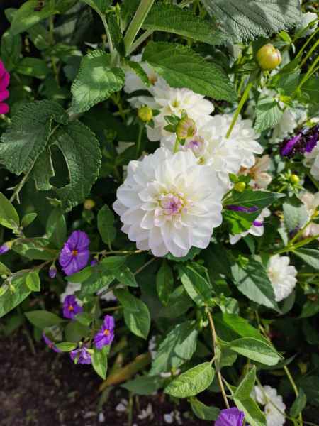 2023 09 16 1135 monet gardens 028 