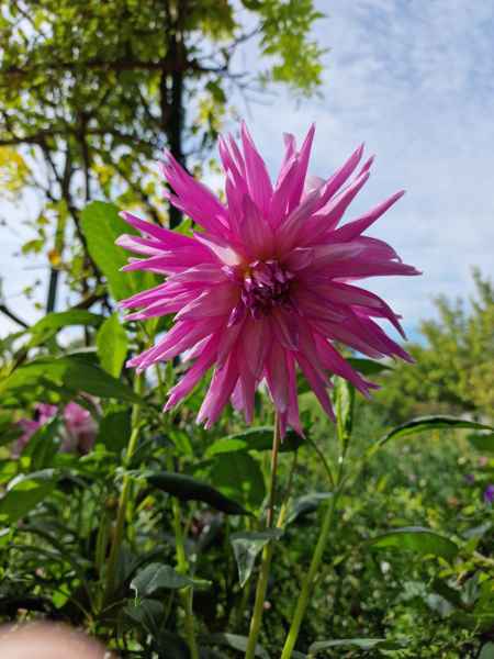 2023 09 16 1138 monet gardens 030 