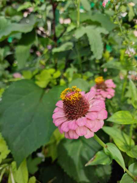 2023 09 16 1200 monet gardens 040 