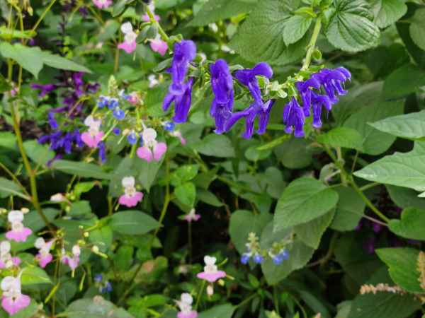 2023 09 16 1201 monet gardens 041 