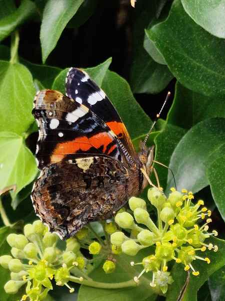 2023 09 16 1408 monet gardens 045 