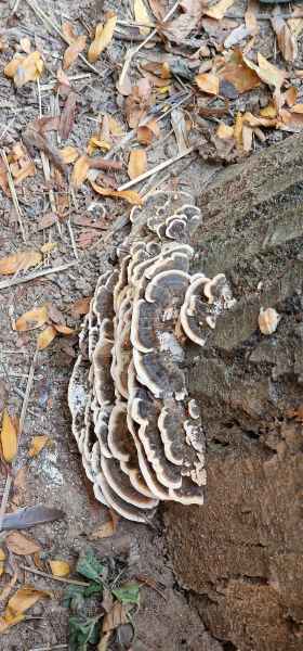 2023 09 09 mushroom puy du fou 013 