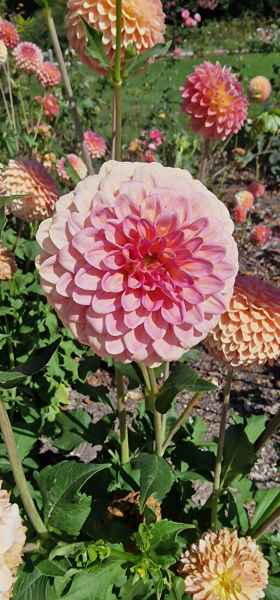 2023 09 10 puy du fou 050 