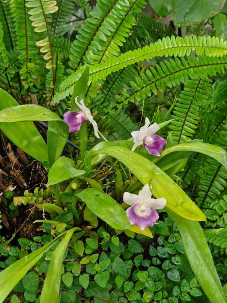 2023 09 13 les machines de l ile nantes plants 023 