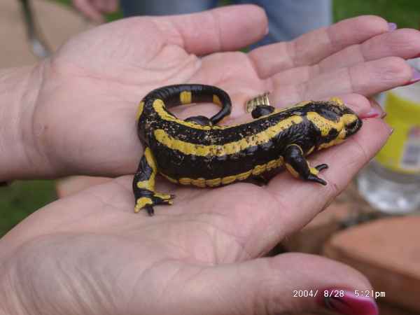 2004 08 28 france goldwing lizards rochechouart tremolat 2004 029 jpg