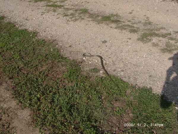 2004 09 02 dordogne france goldwing snake tremolat 2004 walking 075 jpg