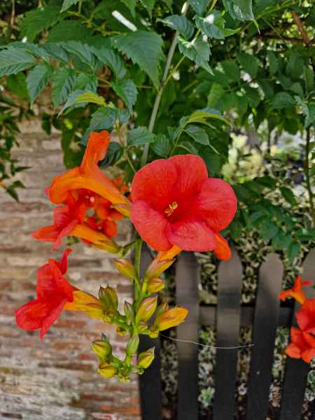 2024 07 29 1355 edam 086  2