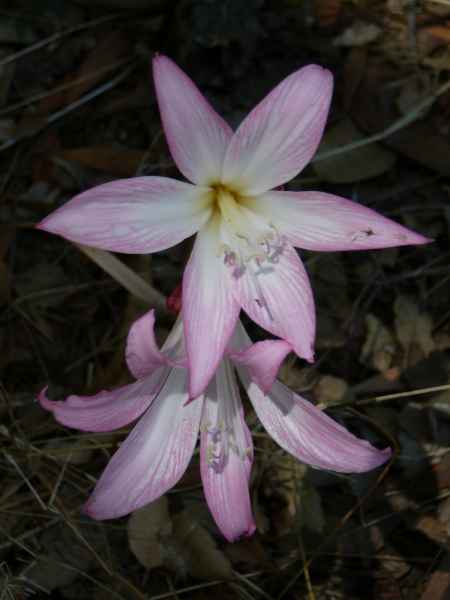 2006 09 26 algarve 2006 flowers monchique 032 jpg
