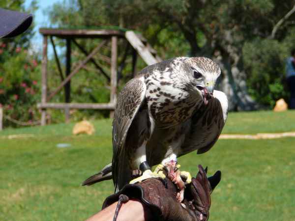 2006 10 05 algarve 2006 birds zoomarine 112 jpg