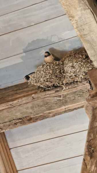  2025 08 09 1341 puy du fou swallows 147 