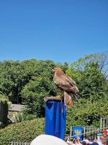  2025 08 09 1436 birds le bal des oiseaux fantomes puy du fou 148 