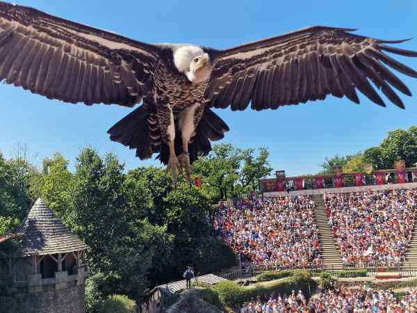 2025 08 09 1454 birds le bal des oiseaux fantomes puy du fou 152 