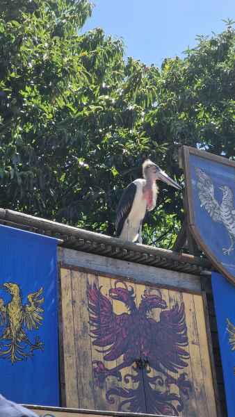  2025 08 09 1501 birds le bal des oiseaux fantomes puy du fou 154 