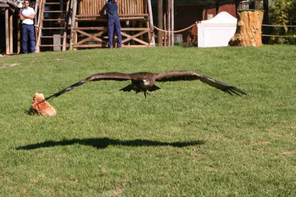 2007 10 11 algarve 2007 birds zoomarine 061 jpg